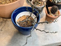 -自由生长植物工作室(深港花卉中心店)