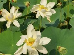 -莲花池公园