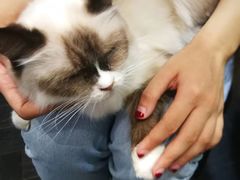 -猫色咖啡·猫咖