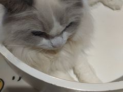 -藏猫猫咖啡主题馆(中央大道店)