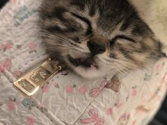 -米苏动物医院·犬猫专科·骨科外科内窥镜