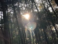 -铁山坪森林公园