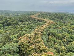 -宜兴龙背山森林公园