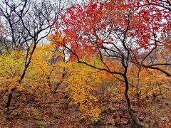 -北京西山国家森林公园