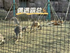 -武汉动物园