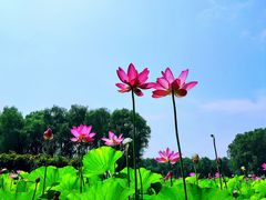 -东郊湿地公园