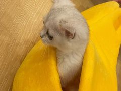-猫咪派对(江南西店)