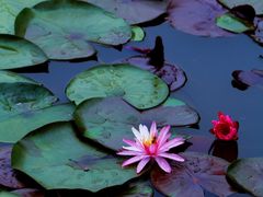 -国家植物园南园