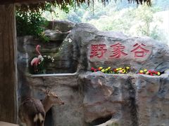 -野象谷景区