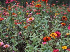 -盘龙城国家考古遗址公园