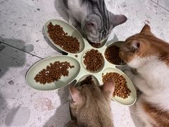 -飞行喵MR PILOT|猫舍·猫咖(静安大融城店)