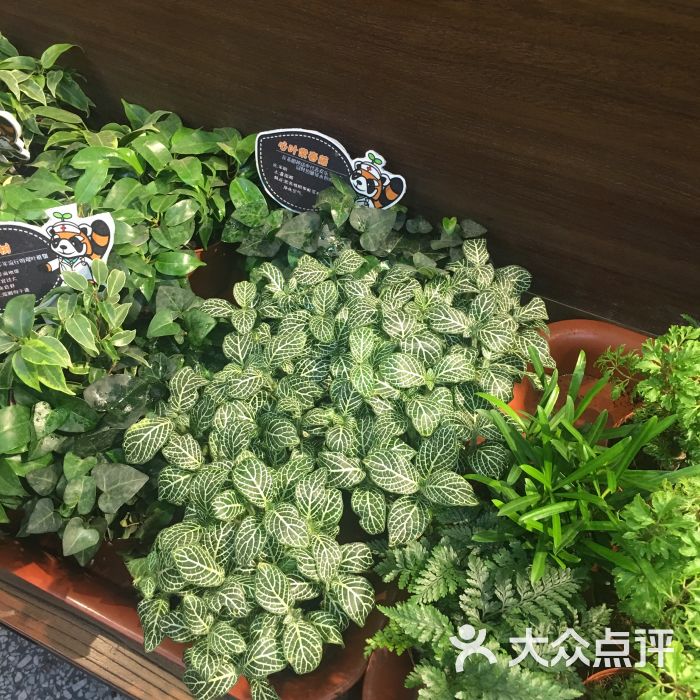小浣熊的花花草草(莱太花卉店)图片 - 第3张