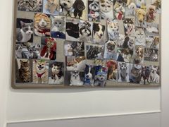 -宠物星动物医院·眼科·异宠·猫科(江南大道总院)