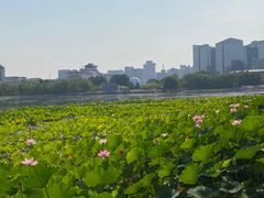 -莲花池公园