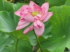 -荷塘月色湿地公园·向阳花洲