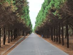 -秦始皇帝陵博物院-丽山园