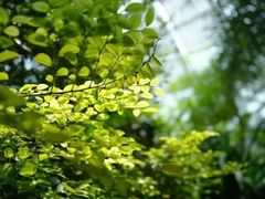-南山植物园
