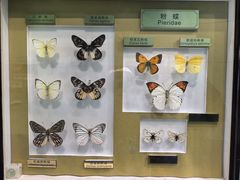 -上海昆虫博物馆