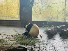 -上海野生动物园