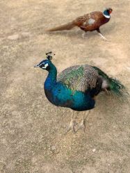 -萌宠亲子动物乐园(槐房万达店)