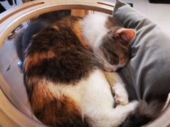 -平行世界·猫咖(首经贸店)