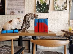 大堂-平行世界·猫咖(首经贸店)