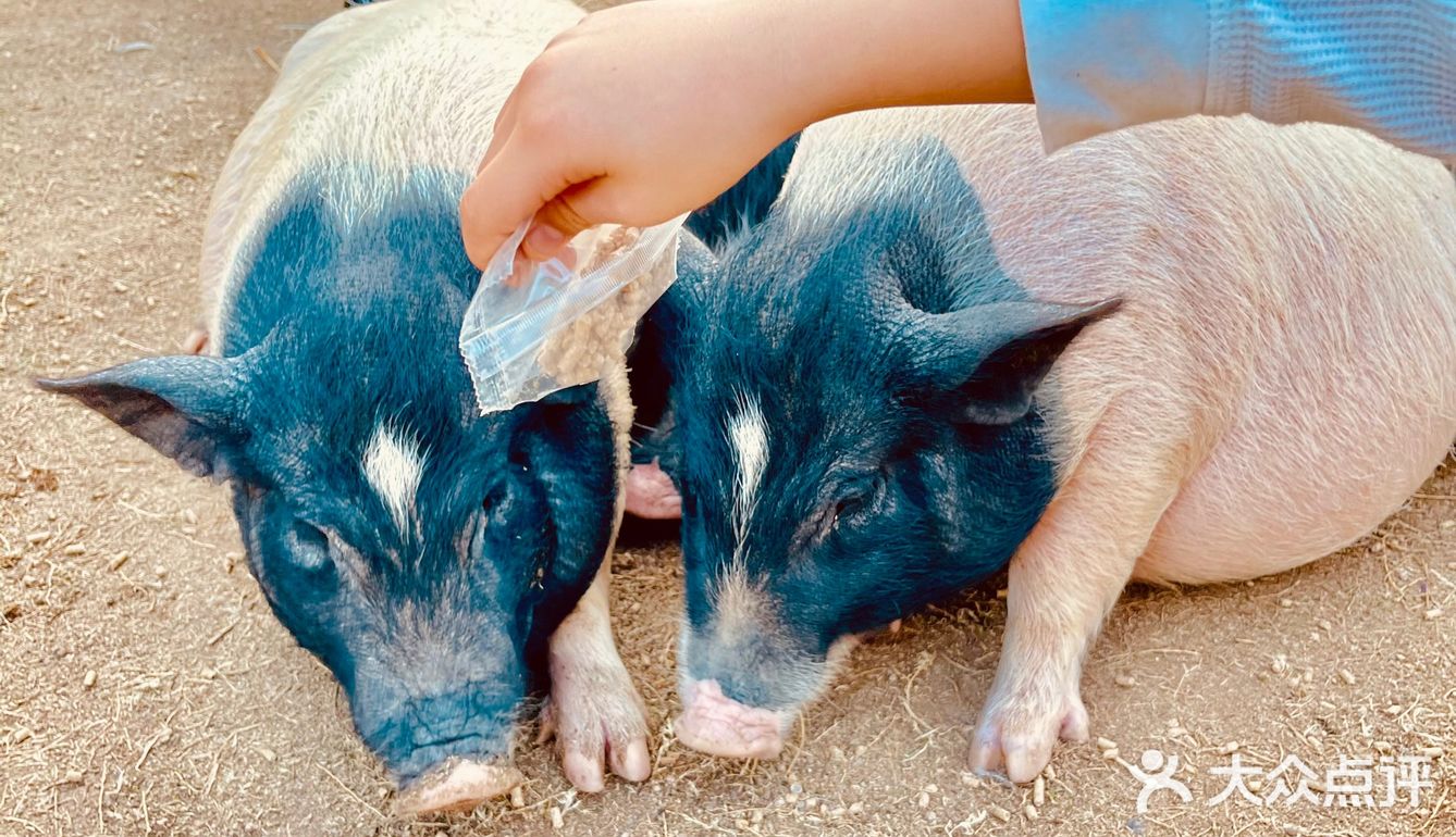¥10喂迷你网红小猪🐷玩激流水滑道💧潮州长隆亲子乐园