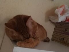 -纳吉亚猫专科动物诊疗中心(蒋宅口分院)