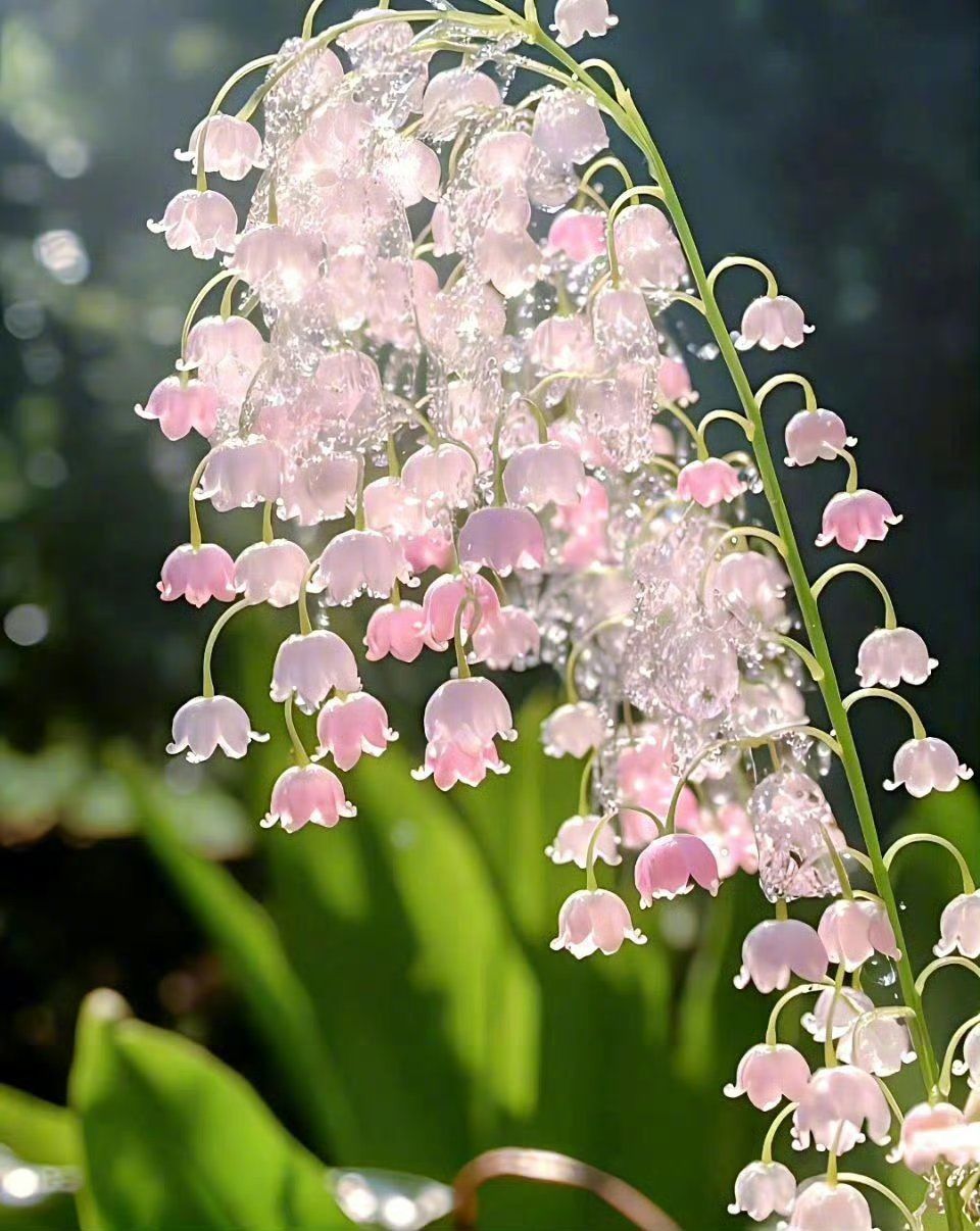 来葡萄云美术画露水风铃