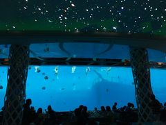 -瑞德姆美人鱼海底演艺主题餐厅(亚龙湾店)