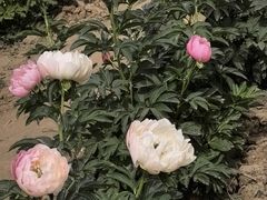 -洛阳市隋唐城遗址植物园