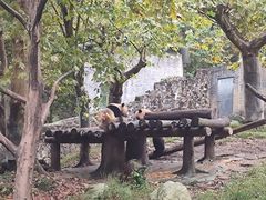 -都江堰中华大熊猫苑