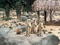 -广州长隆野生动物世界