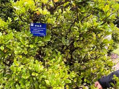 -中国科学院西双版纳热带植物园
