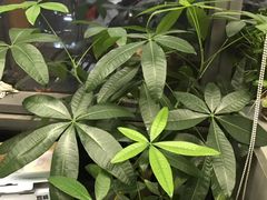 -DFS迪斐世(香港广东道店)