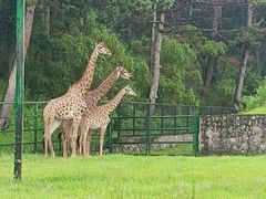 -沈阳森林动物园