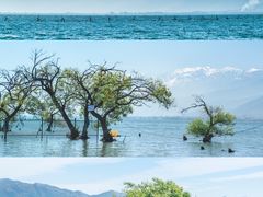 -崇圣寺三塔文化旅游区