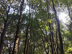 -火炉山森林公园