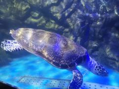 -太平洋海底世界