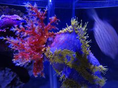 -太平洋海底世界