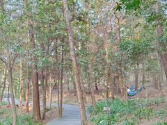 -铁山坪森林公园