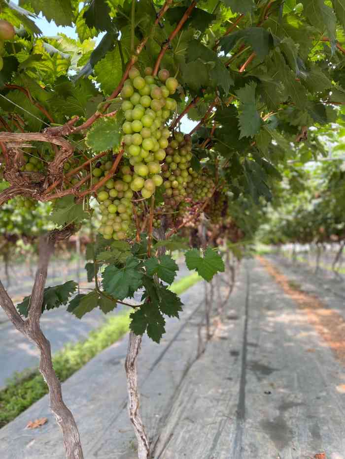 金谷域澳洲庄园-"大邑真是个宝藏地 可以玩攀岩0969♀15.