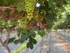 -金谷域澳洲庄园