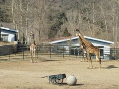 -大连森林动物园