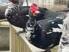 -得丘礼享谷·玉兰苑