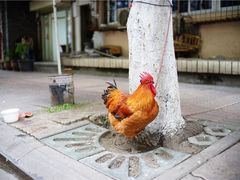 -泡桐树街