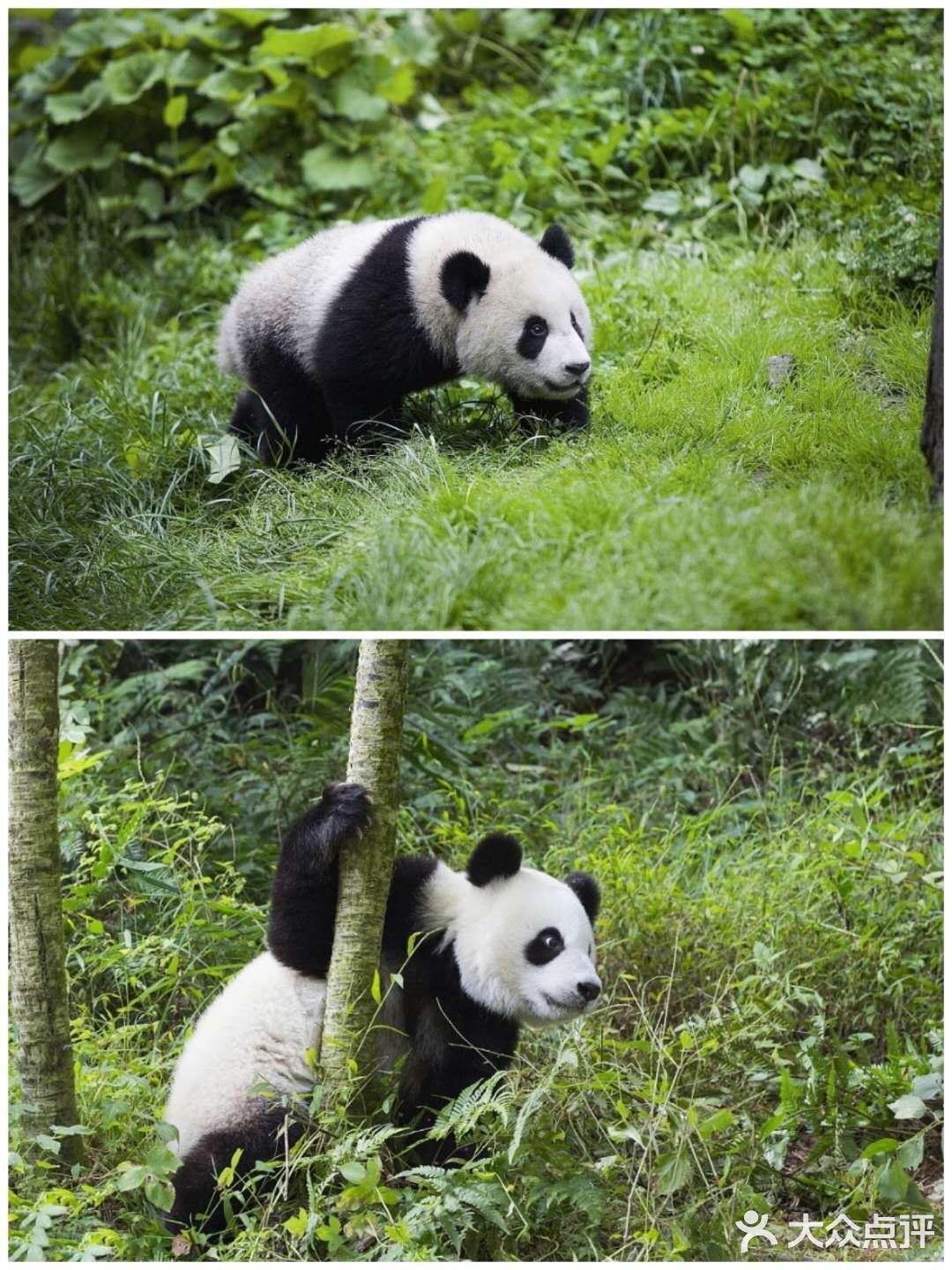 西安遛娃好去处|“秦岭四宝”看棕色大熊猫