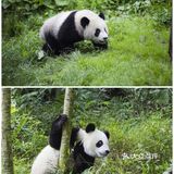 西安遛娃好去处|“秦岭四宝”看棕色大熊猫