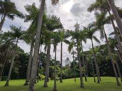 -西双版纳原始森林公园