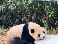 -广州长隆野生动物世界